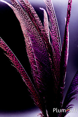 Faisan doré - 55-65 cm - violet